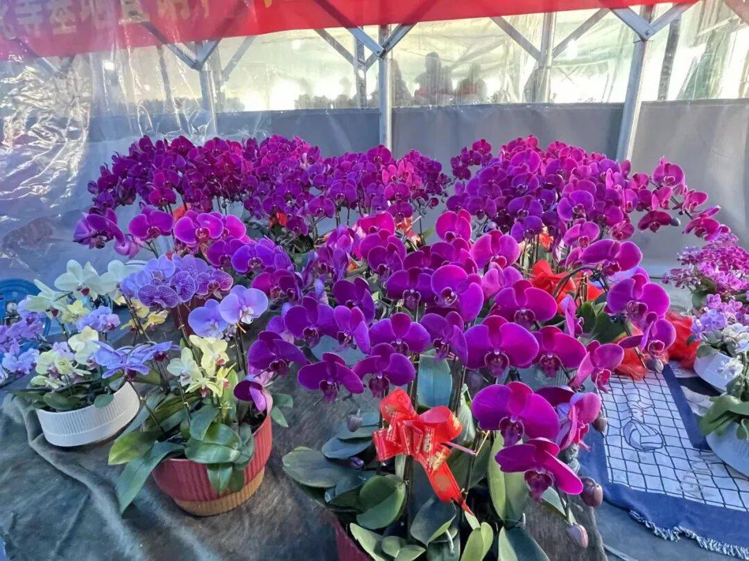 在淄博过年怎么玩？2024景点游玩攻略来了！(图4)