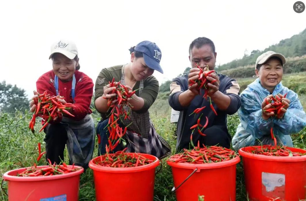 九游娱乐：“农”墨重彩绘就贵州凉都沃野新画卷(图6)