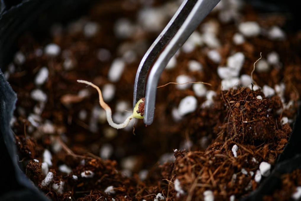 厚植高原沃土激活产业动能——云南推进高原特色农业强省新篇(图3)